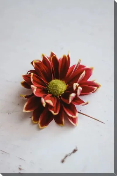 Постер Хризантема на столе