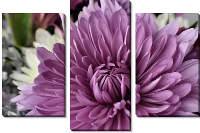 Модульная картина Хризантема №10