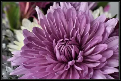 Картина Хризантема №10