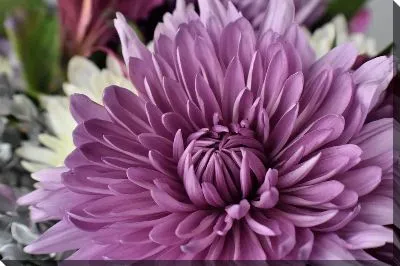 Постер Хризантема №10