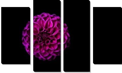 Модульная картина Хризантема на черном фоне