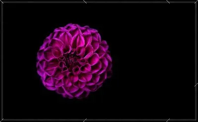 Хризантема на черном фоне