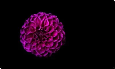 Хризантема на черном фоне