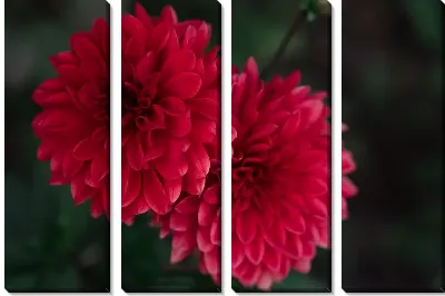 Модульная картина Две хризантемы