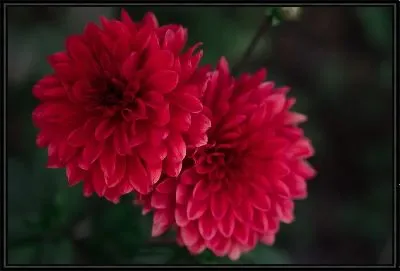 Две хризантемы