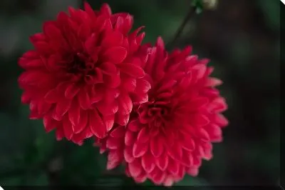 Две хризантемы