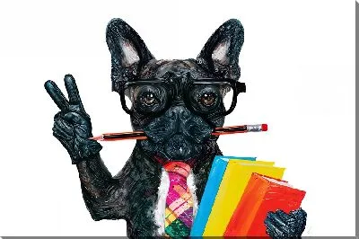 Бульдог-педагог