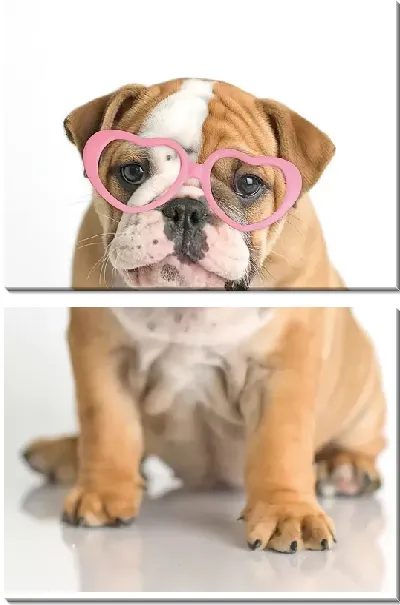 Модульная картина Щенок бульдога в очках