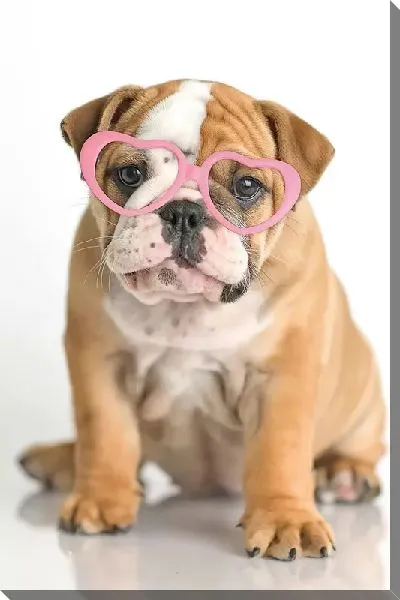 Постер Щенок бульдога в очках