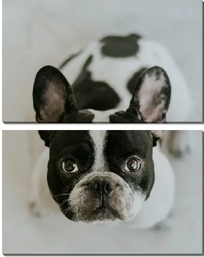 Модульная картина Бульдог №15