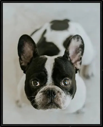 Картина Бульдог №15