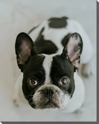 Постер Бульдог №15