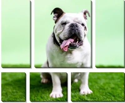 Модульная картина Бульдог №19