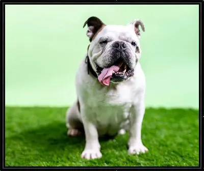 Картина Бульдог №19