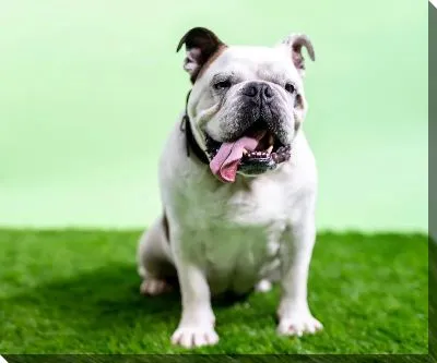 Постер Бульдог №19