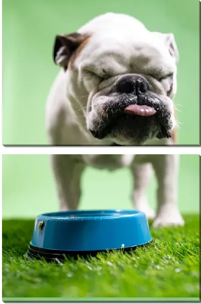 Модульная картина Бульдог №20