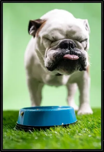 Картина Бульдог №20