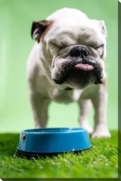 Постер Бульдог №20