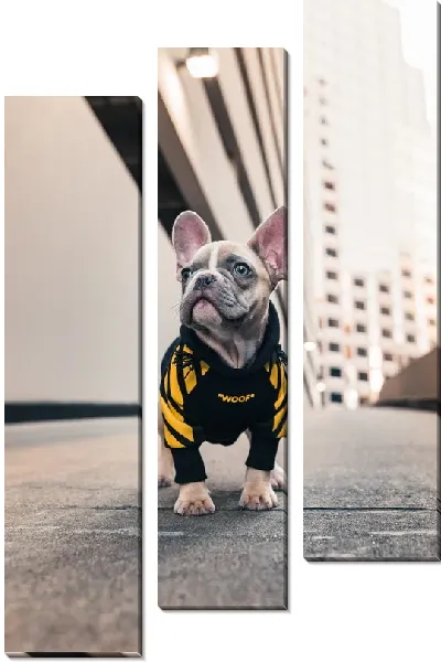 Модульная картина Бульдог №23