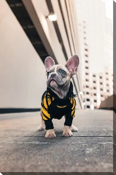 Постер Бульдог №23