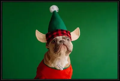 Бульдог №24