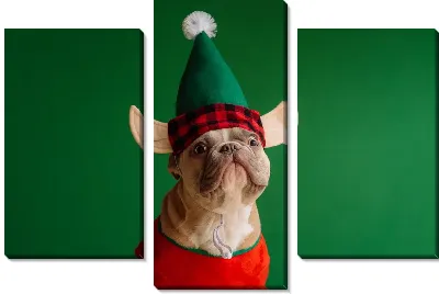 Бульдог №24