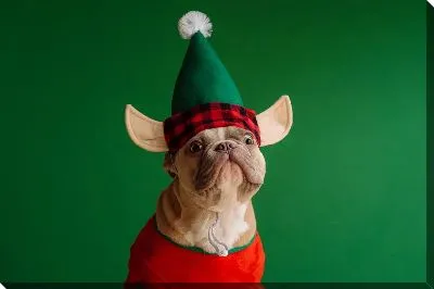 Бульдог №24