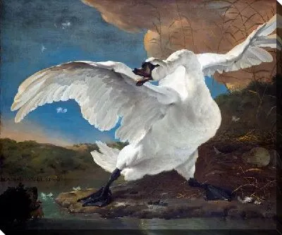 Лебедь (Swan)
