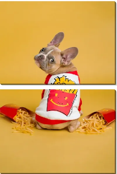 Модульная картина Бульдог №281