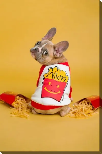 Постер Бульдог №281