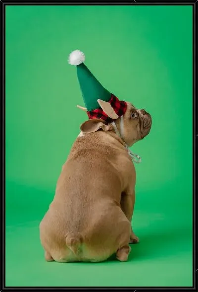 Картина Бульдог №32