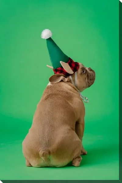 Постер Бульдог №32