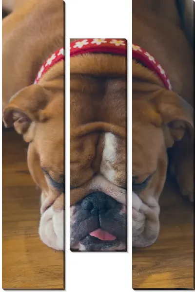 Модульная картина Бульдог №38