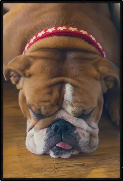 Картина Бульдог №38