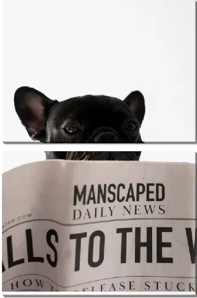 Модульная картина Бульдог читающий