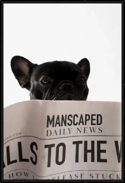 Картина Бульдог читающий