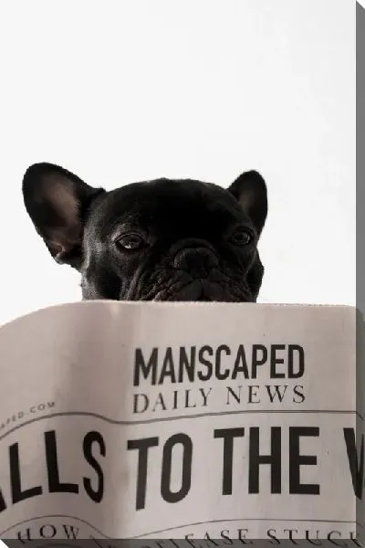 Постер Бульдог читающий