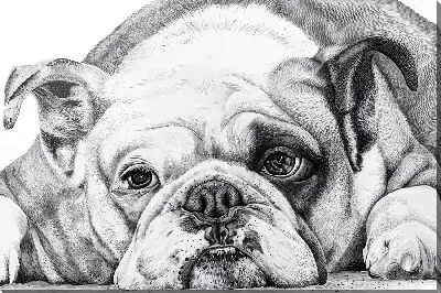 Картина маслом Бульдог №51