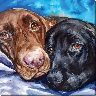 Лабрадор ретривер №52