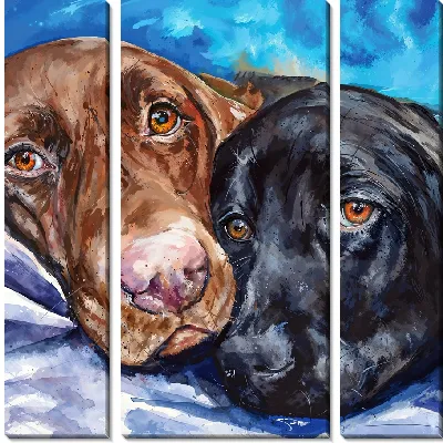 Лабрадор ретривер №52