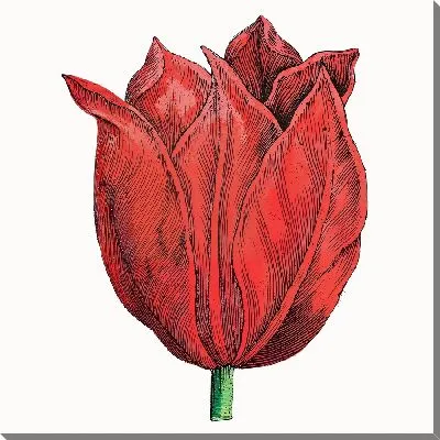 Картина маслом Цветок тюльпана крупным планом