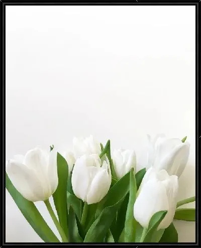 Картина Белые тюльпаны №3