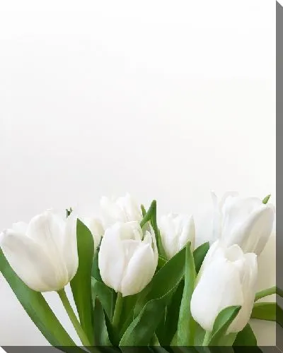 Постер Белые тюльпаны №3