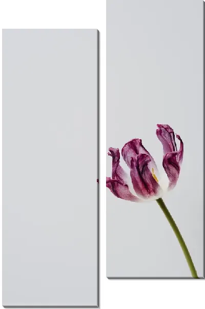 Модульная картина Тюльпан в стиле минимализм