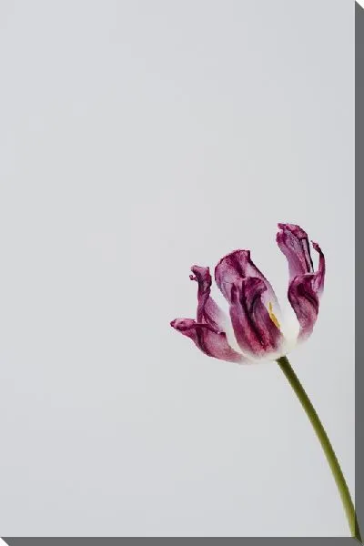 Постер Тюльпан в стиле минимализм