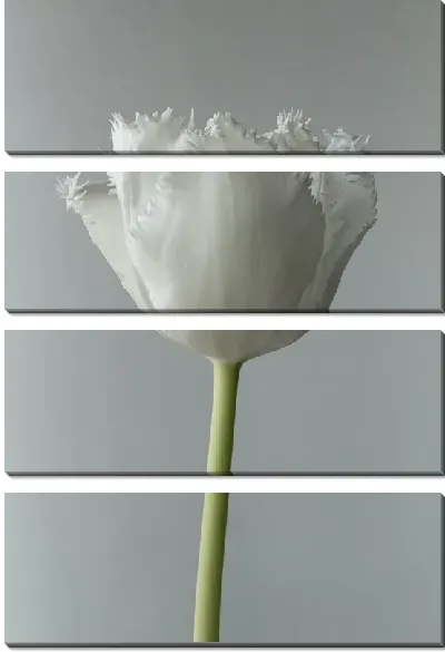 Модульная картина Белый тюльпан на сером фоне