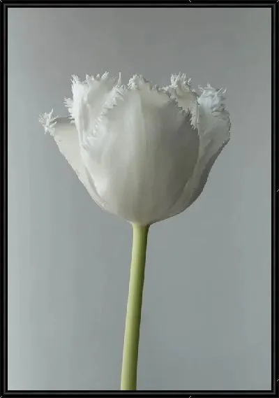 Картина Белый тюльпан на сером фоне