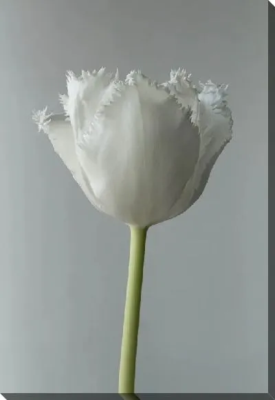 Постер Белый тюльпан на сером фоне
