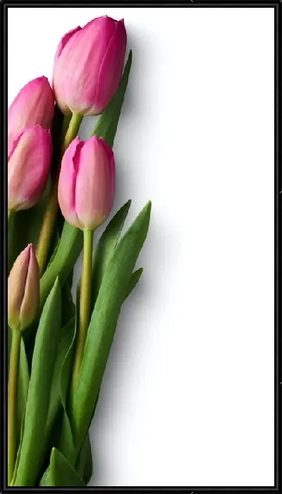 Картина Нераскрывшиеся тюльпаны