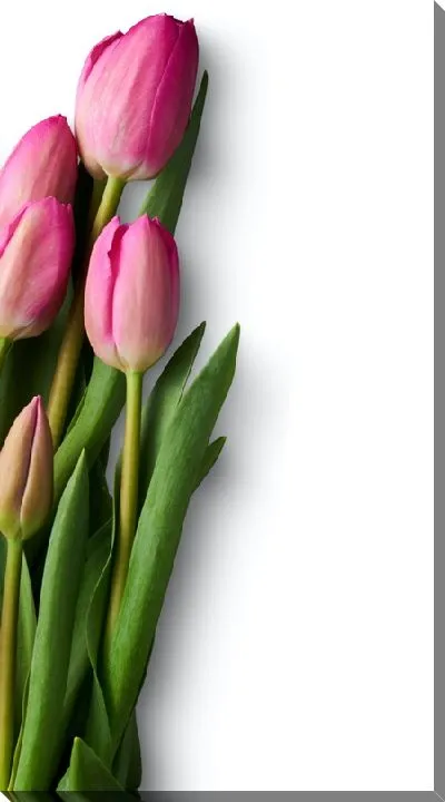 Постер Нераскрывшиеся тюльпаны